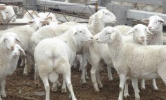  一吨羊粪生产多少有机肥